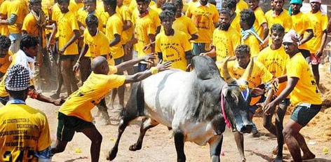 jallikkattu-060123