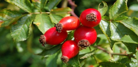 Do you know about these health benefits of consuming rose hips?