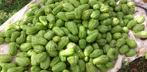 Surprising health benefits of eating chow chow or chayote!!