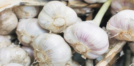 garlic-benefits-290324