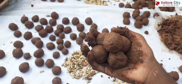 விதை பந்துகள் (Seed Balls) – இயற்கையின் பாதுகாப்பிற்கான புதிய வழி!
