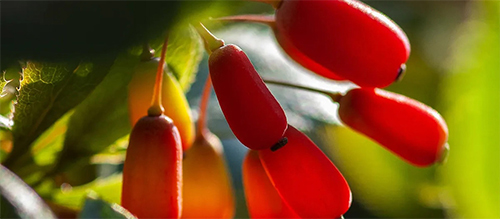 Know about the powerful supplement Berberine, its benefits and side effects etc!!
