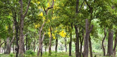 18 ஆண்டுகளில் ஒரு மரம் ₹1 லட்சம்! சந்தன மர சாகுபடி!!!