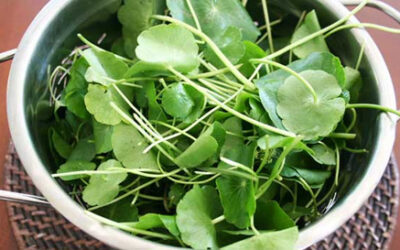 Why Vallarai Keerai Is Considered a Powerful Brain-Boosting Herb