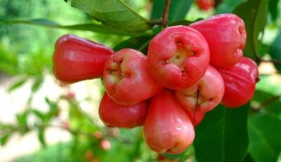 Why Rose Apples Are Becoming a Popular Healthy Fruit Choice