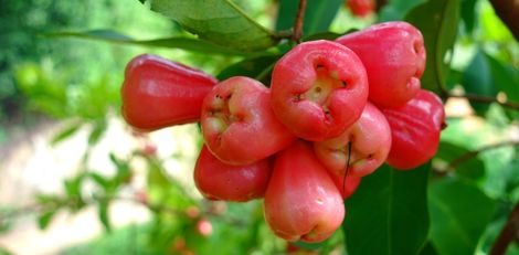 rose-apple-210526