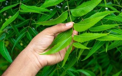 Natural Neem Remedies That May Help Reduce Dandruff