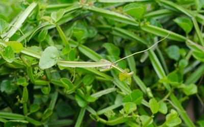 Pirandai: 10 Potential Health Benefits of This Traditional Medicinal Herb