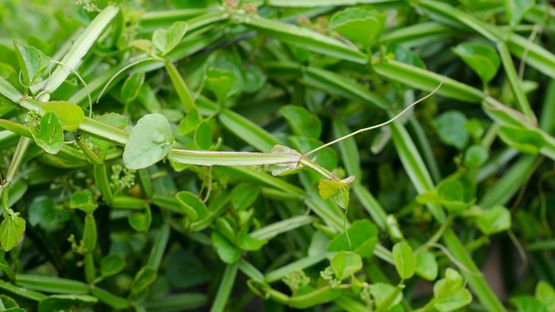 Cissus-quadrangularis-070726